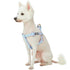 Blueberry Pet Step-in Velvety Polka Dot Flocking Dog Harness in Pastel Purple  