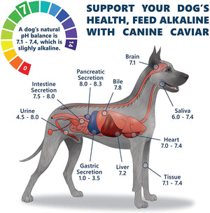 Canine caviar free spirit top
