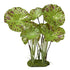 Colorburst Florals Tropical Gardens Lotus Plastic Aquarium Plant - Green - Small  