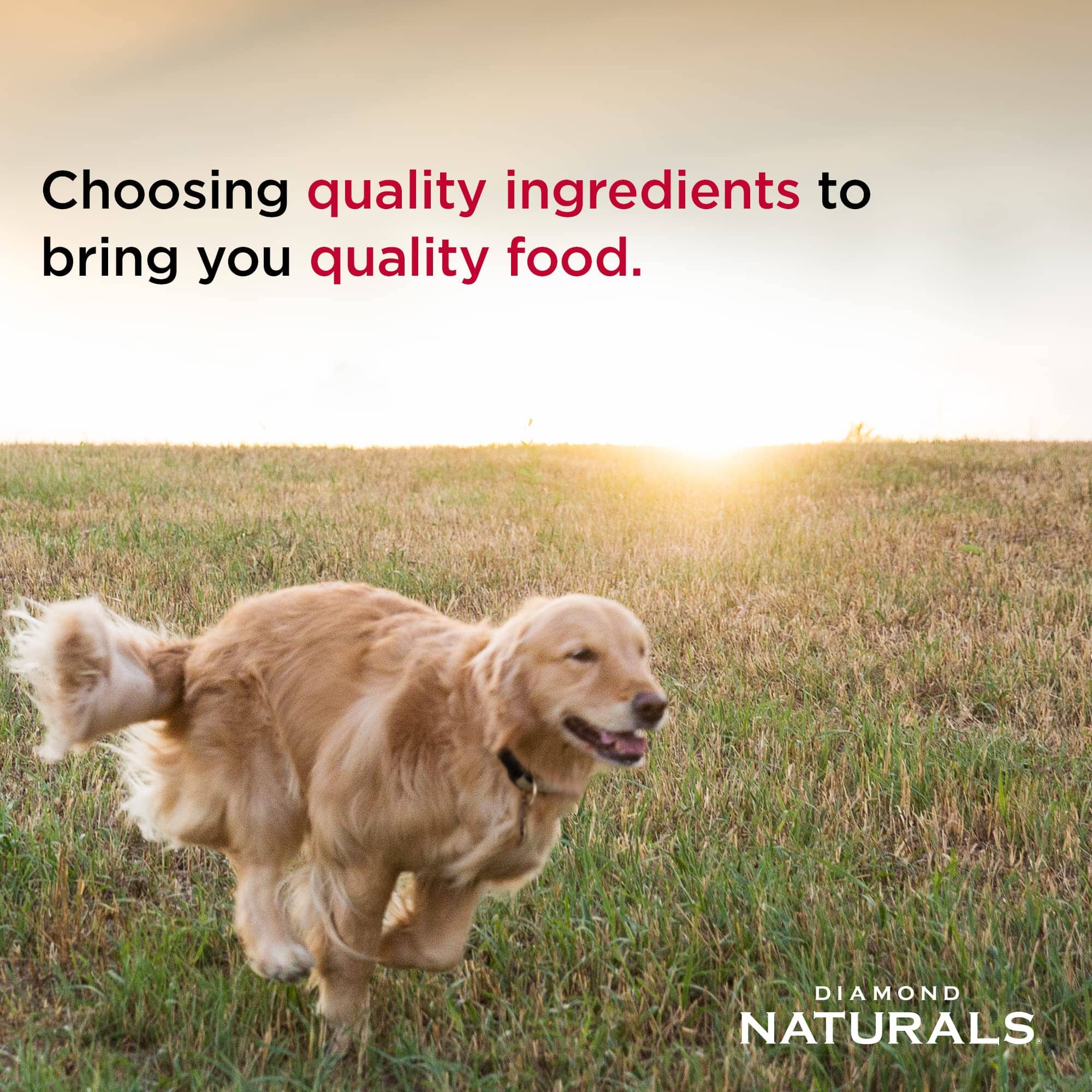 Diamond Naturals All Life Stages Chicken and Rice Dry Dog Food - 40 Lbs  