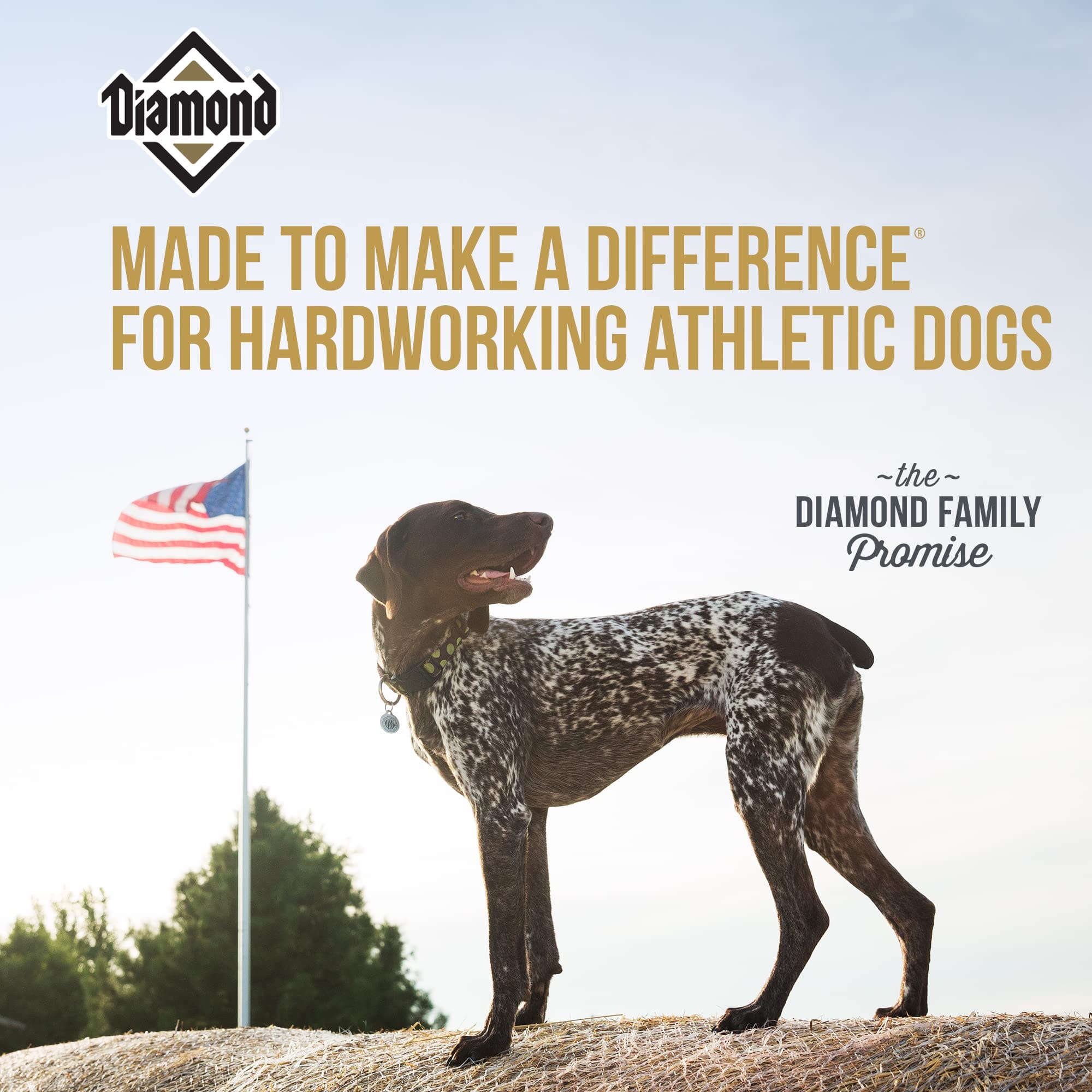 Diamond Pet Foods Performance High-Protein Dry Dog Food - 40 Lbs  