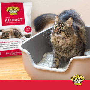 How to attract outlet cat to litter box