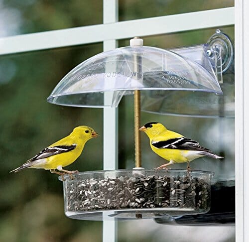 Droll Yankees Winner Window Seed Wild Bird Feeder - Clear - .5 Lbs Cap  