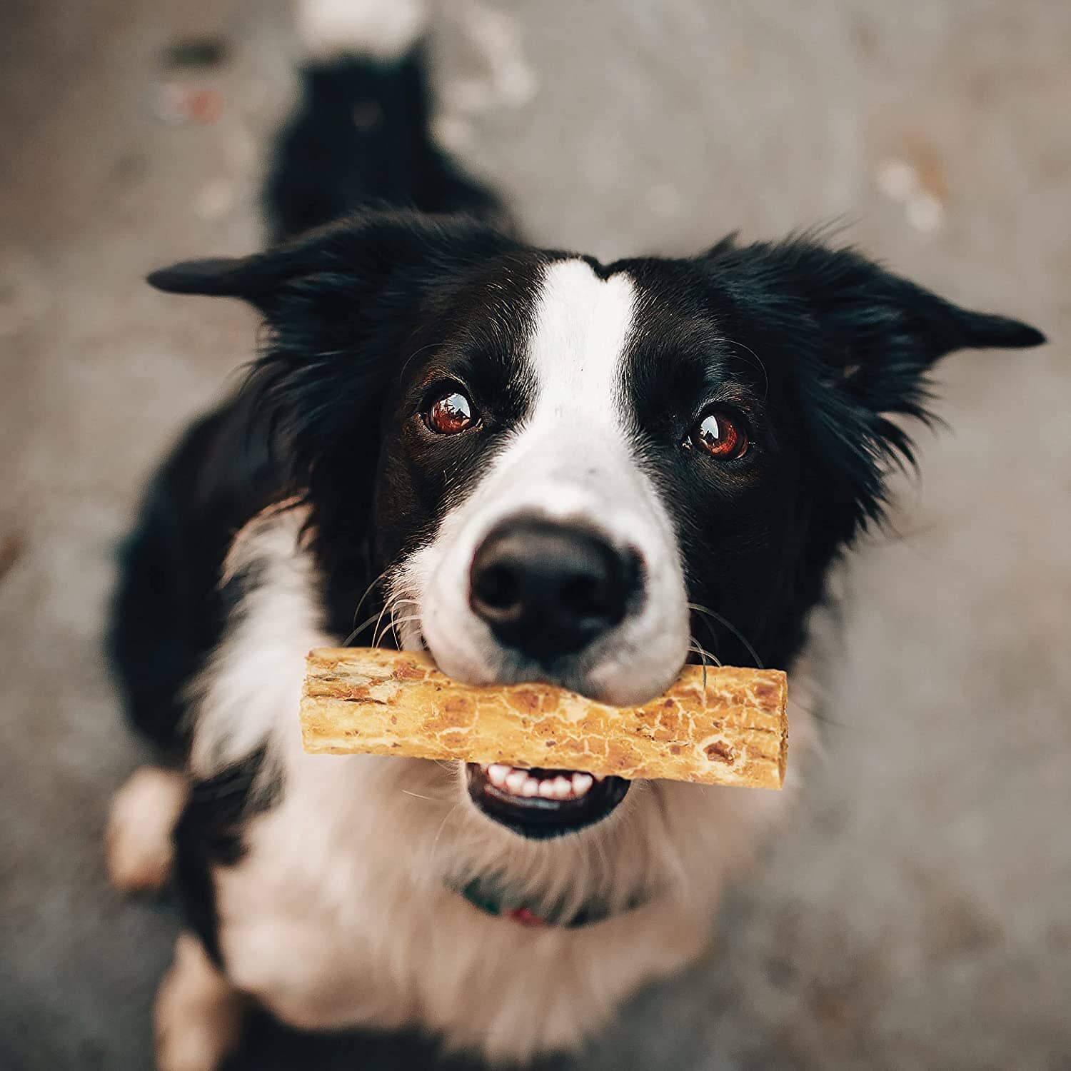 Fieldcrest Farms Nothin' To Hide Rawhide Alternative Rolls Natural Dog Chews - Beef - 5 In - 2 Pack  