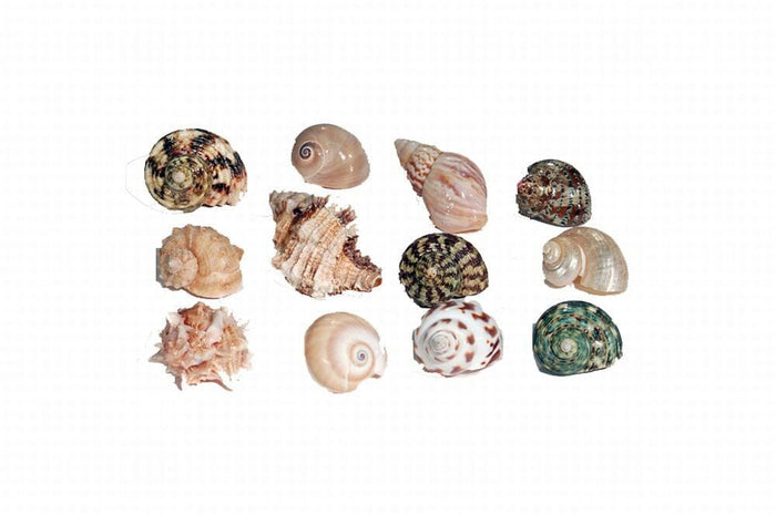 Florida Marine Research Natural Shell Terrarium Ornament Multi-Color - 12 Pack - Medium