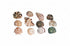 Florida Marine Research Natural Shell Terrarium Ornament Multi-Color - 12 Pack - Medium  
