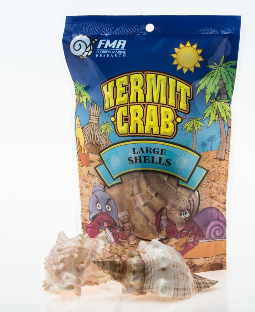 Florida Marine Research Natural Shell Terrarium Ornament Multi-Color - 2 Pack - Large  