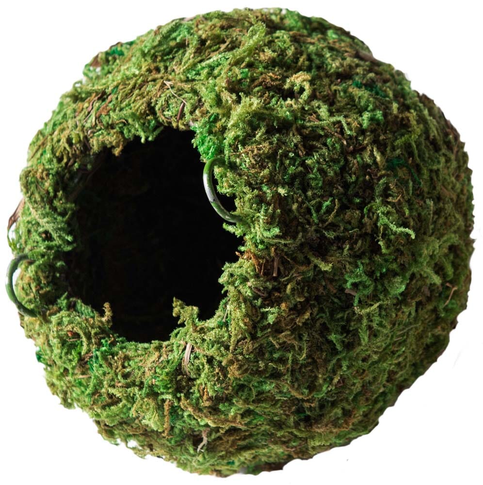 Galapagos Mossy Cave Terrarium Hideaway - Fresh Green - 4 in  