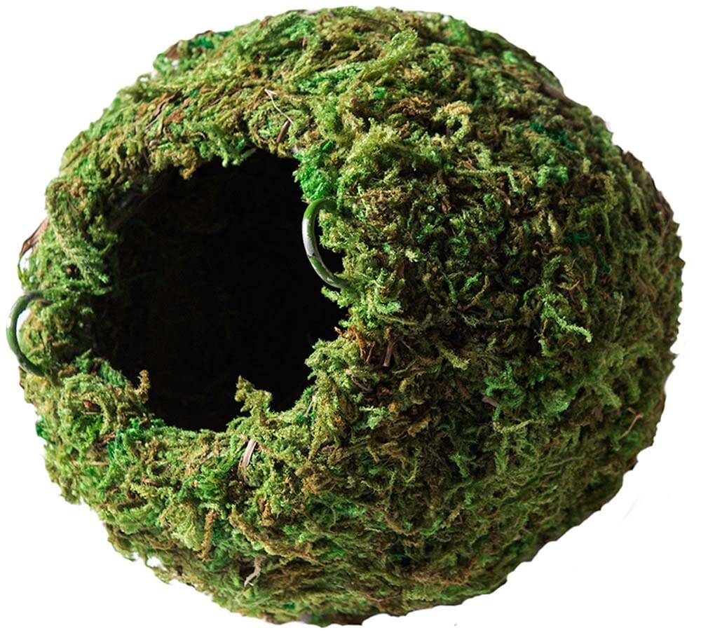 Galapagos Mossy Cave Terrarium Hideaway - Fresh Green - 6 in  