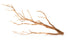 Galapagos Staghorn Wood Manzanita Branch - Brown - 13-18 in  