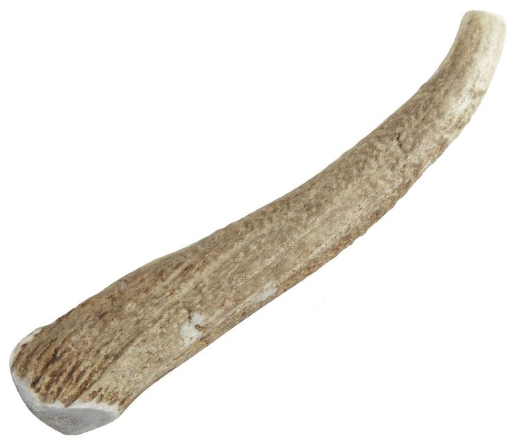 Happy Dog of Cape Cod Premium All Natural Whole Elk Antler Dog Chews  