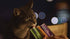 Inaba Churu Puree Cat Treats - Tuna and Scallop - .5 Oz - 4 Pack - Case of 6  