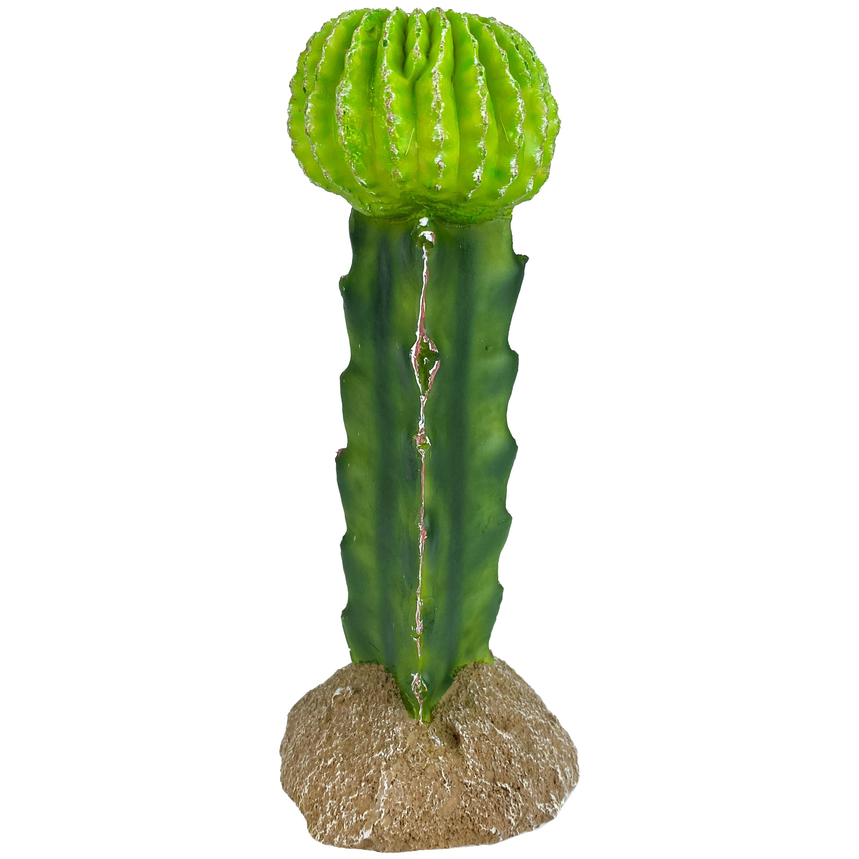 Komodo Cactus Plant Moon - 7.5 in  