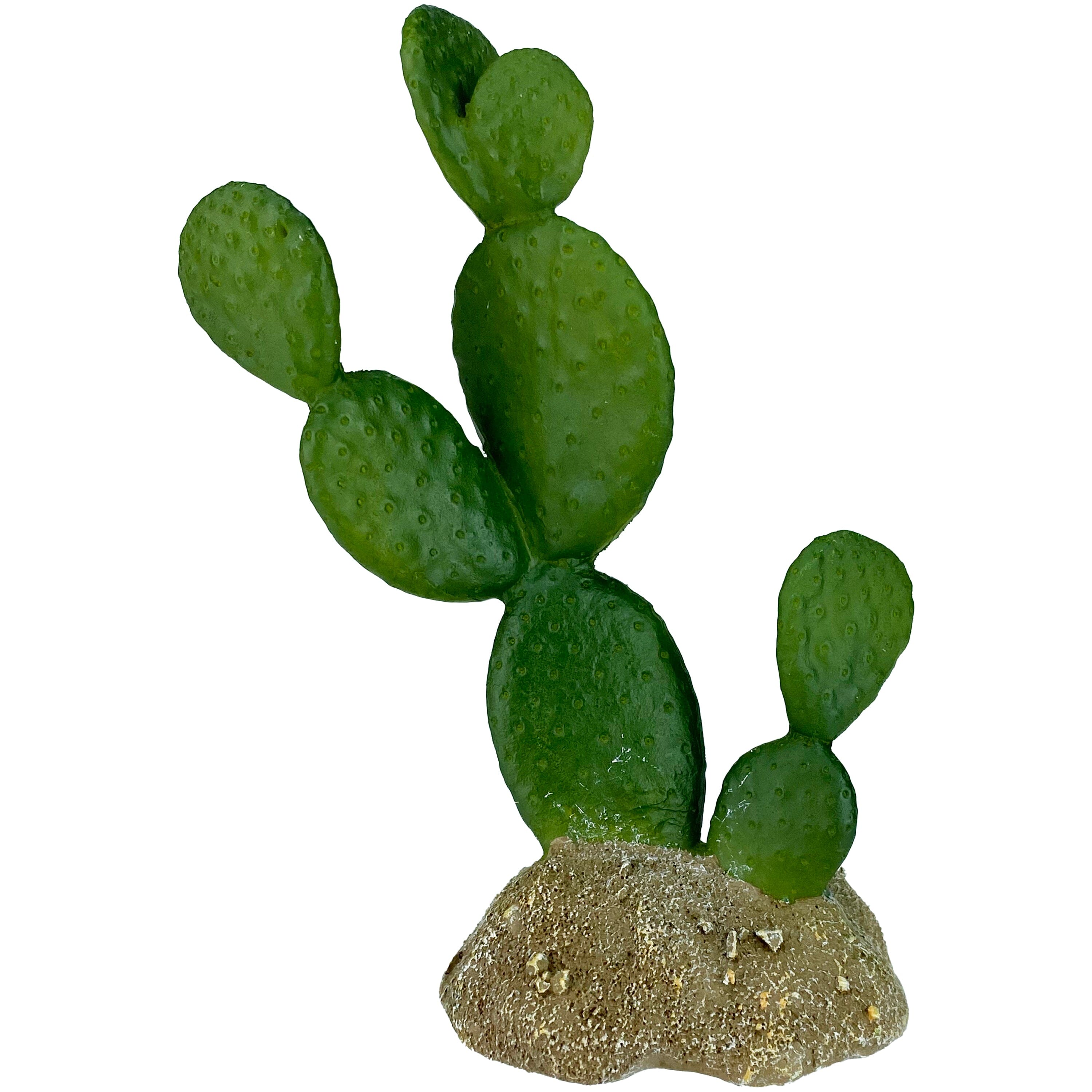 Komodo Cactus Plant Prickly Pear - 6.3 in  