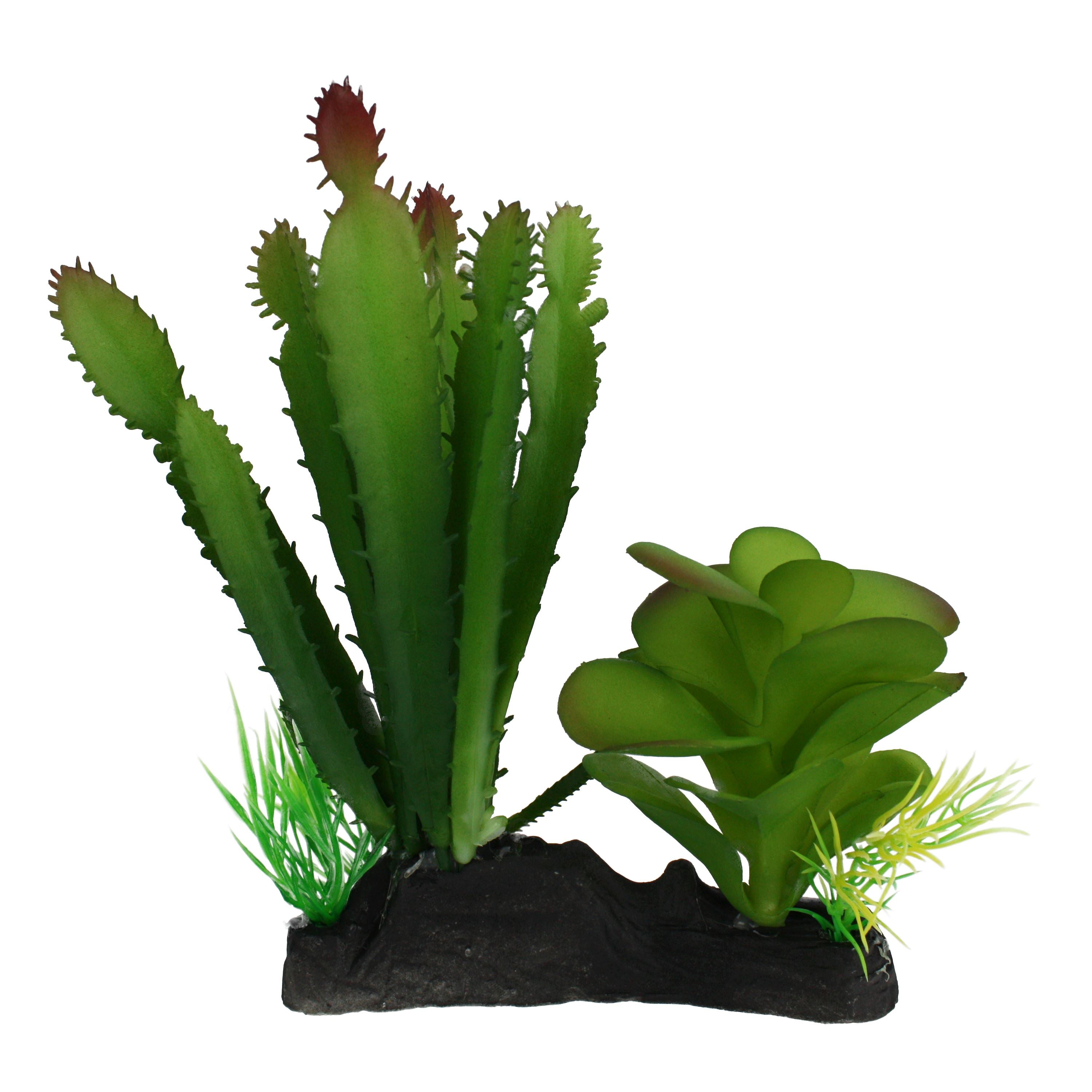 Komodo Cactus & Succulent Plant - One Size  