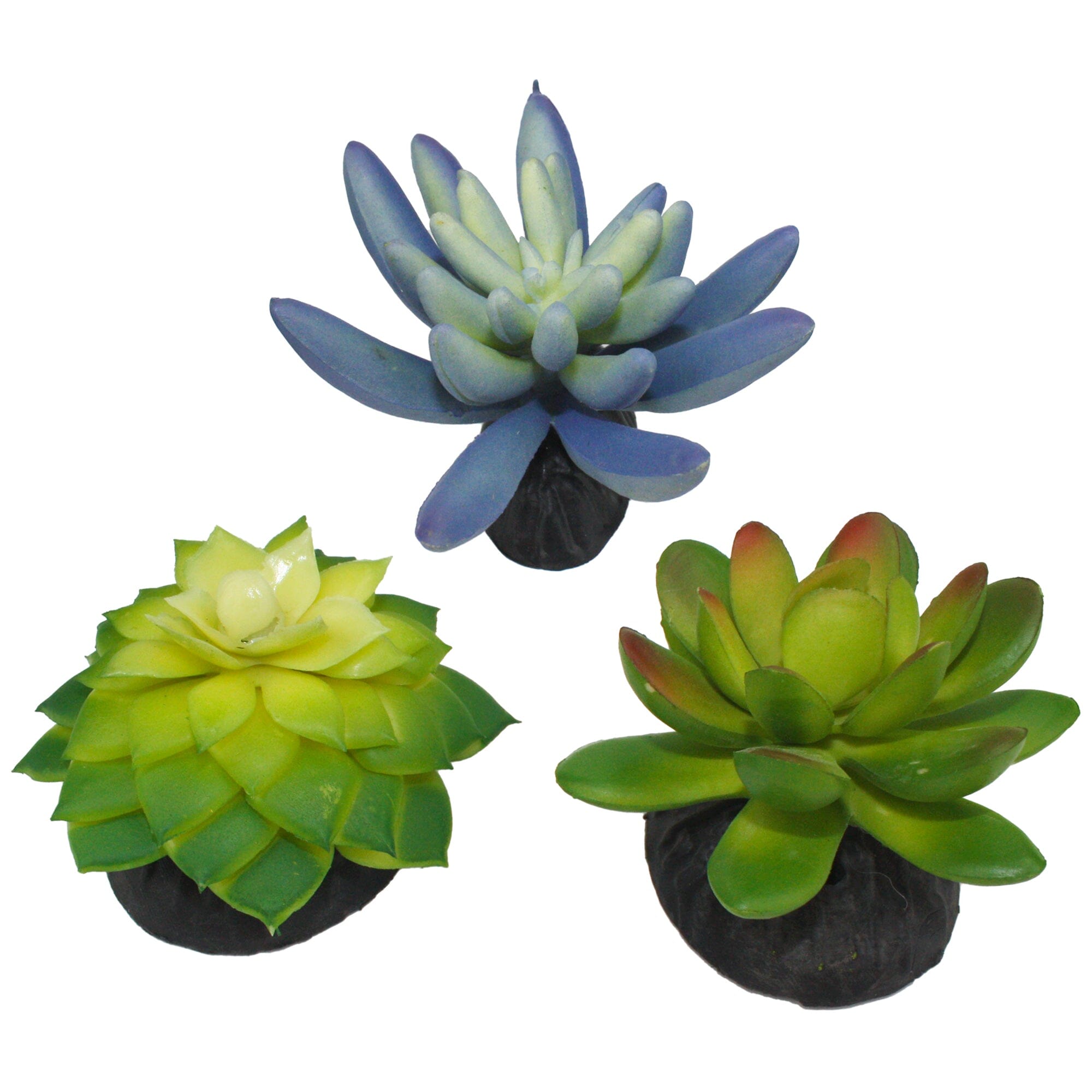 Komodo Desert Succulent Plant - Blue & Green - 3 Pack  