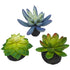 Komodo Desert Succulent Plant - Blue & Green - 3 Pack  