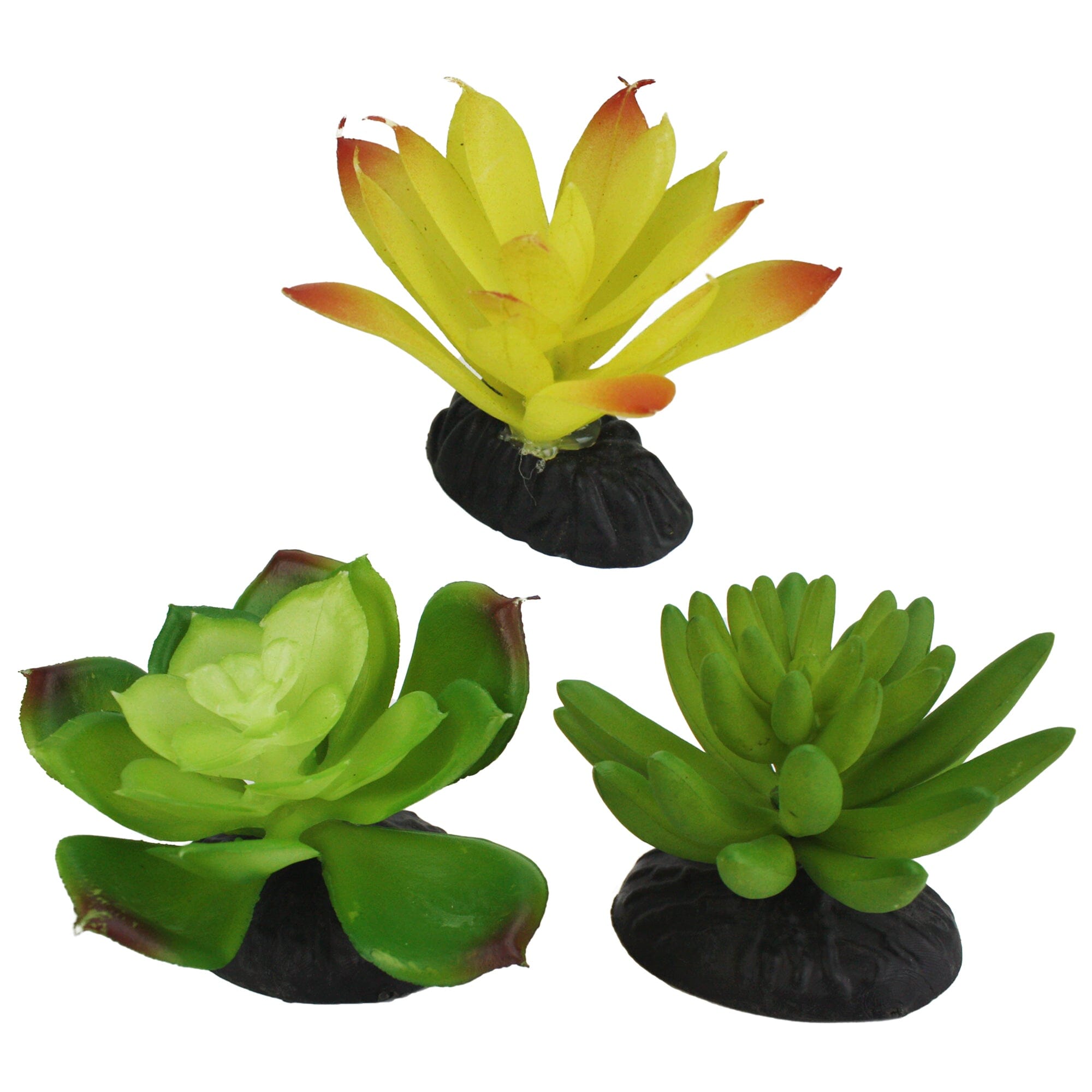 Komodo Desert Succulent Plant - Yellow & Green - 3 Pack  