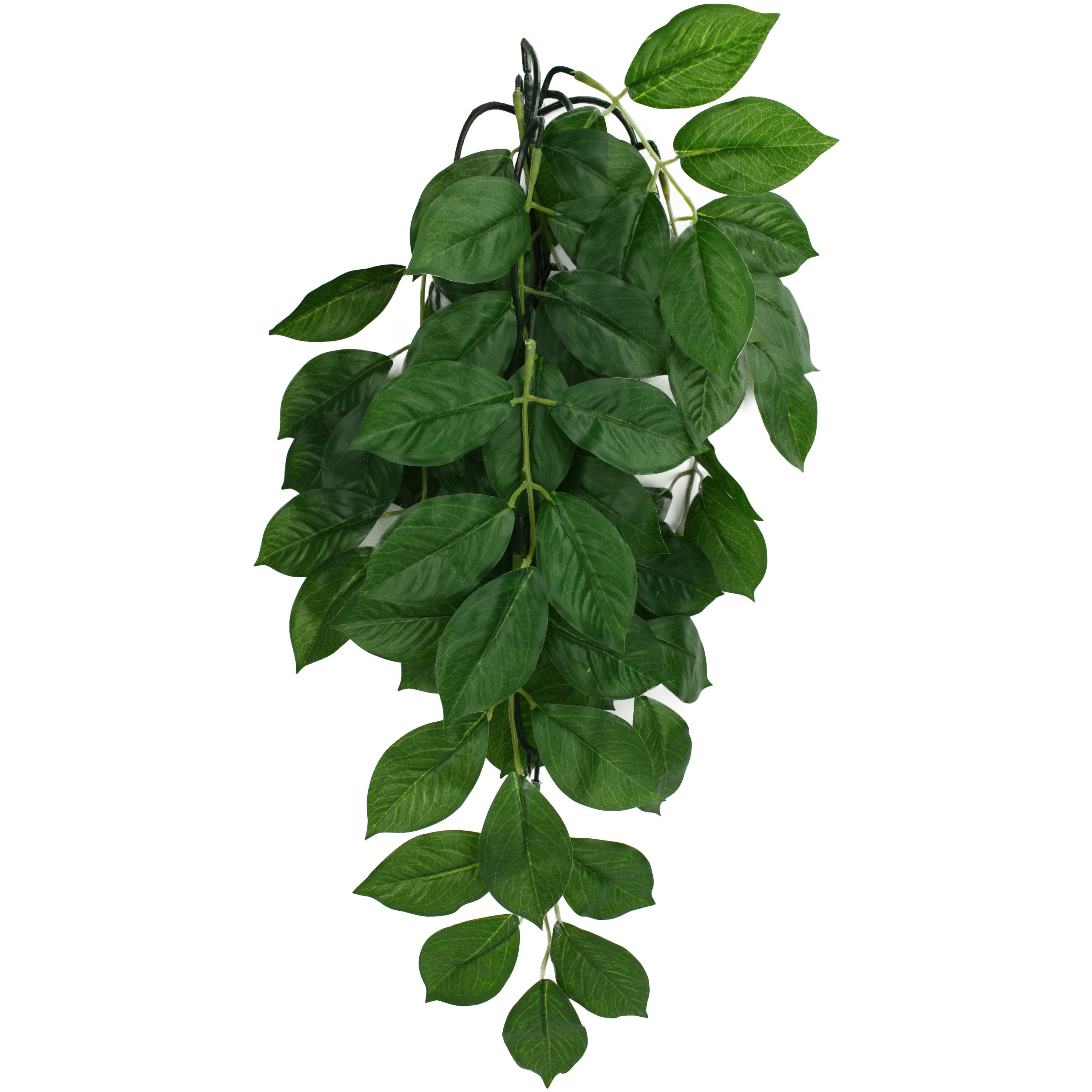 Komodo Green Leaf Hanging Plant - Small - 16 in  