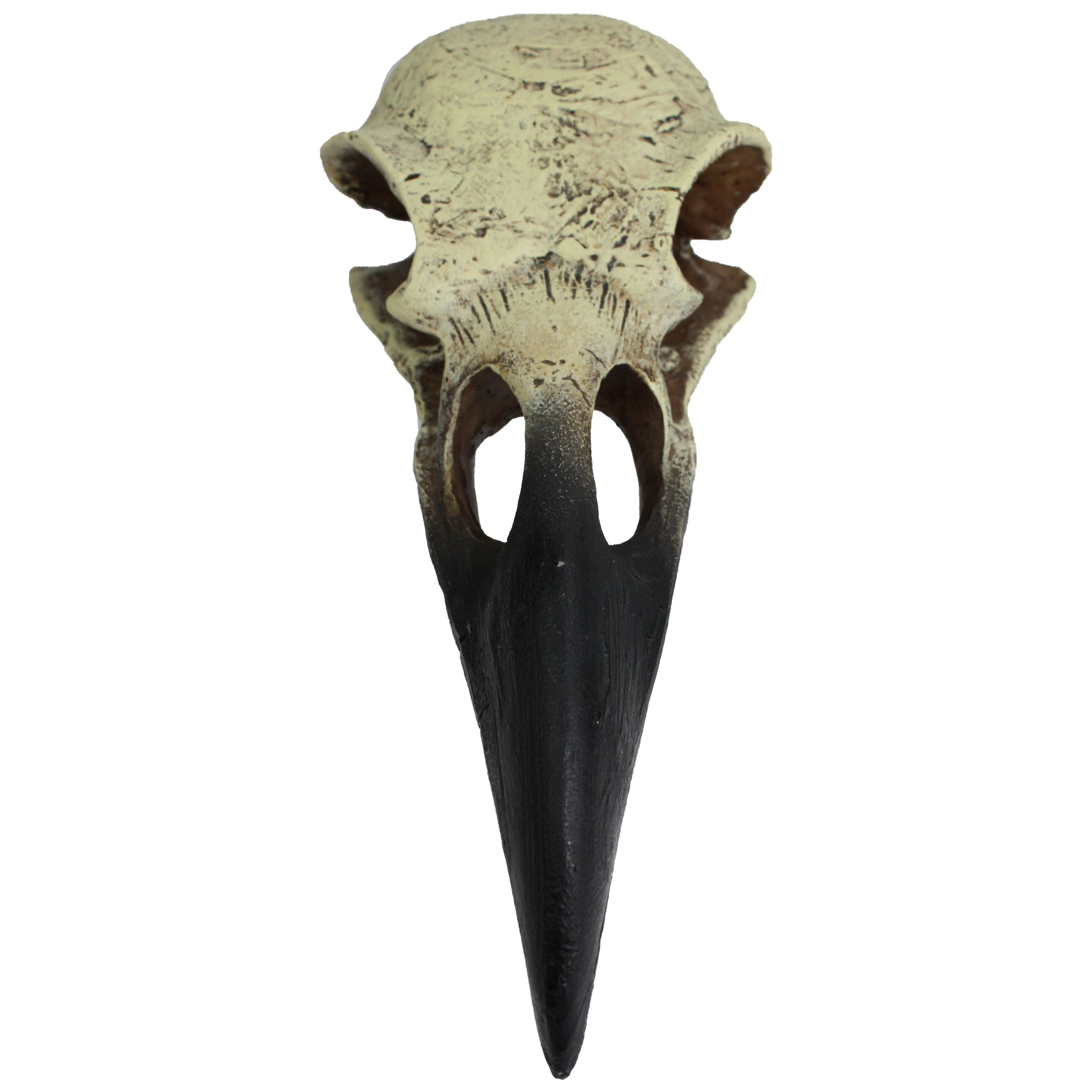 Komodo Raven Skull Hideout - 6 in - Medium  