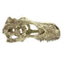 Komodo T-Rex Skull Reptile Hideout - Tan - Extra Large  