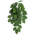 Komodo Two-Toned Leaf Hanging Plant - Small - 16 in  