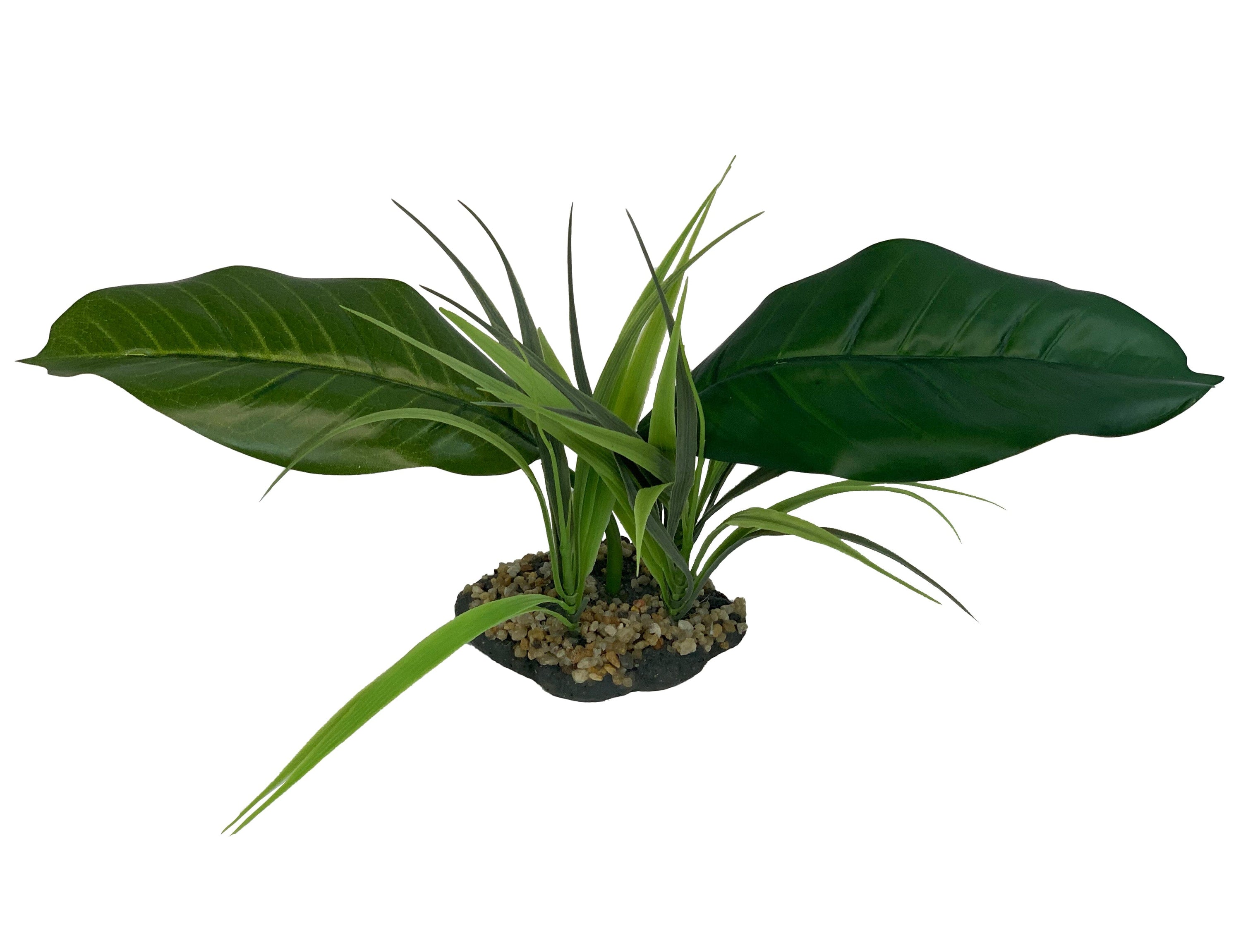 Komodo Woodland Canopy Plant - 42 cm  