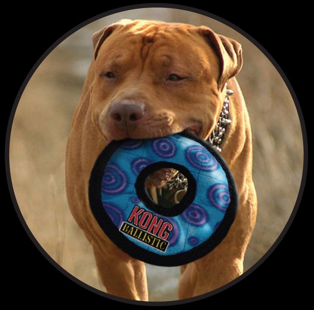Kong Ballistic Fetch and Tug Boomerang Nylon Dog Toy - Assorted  