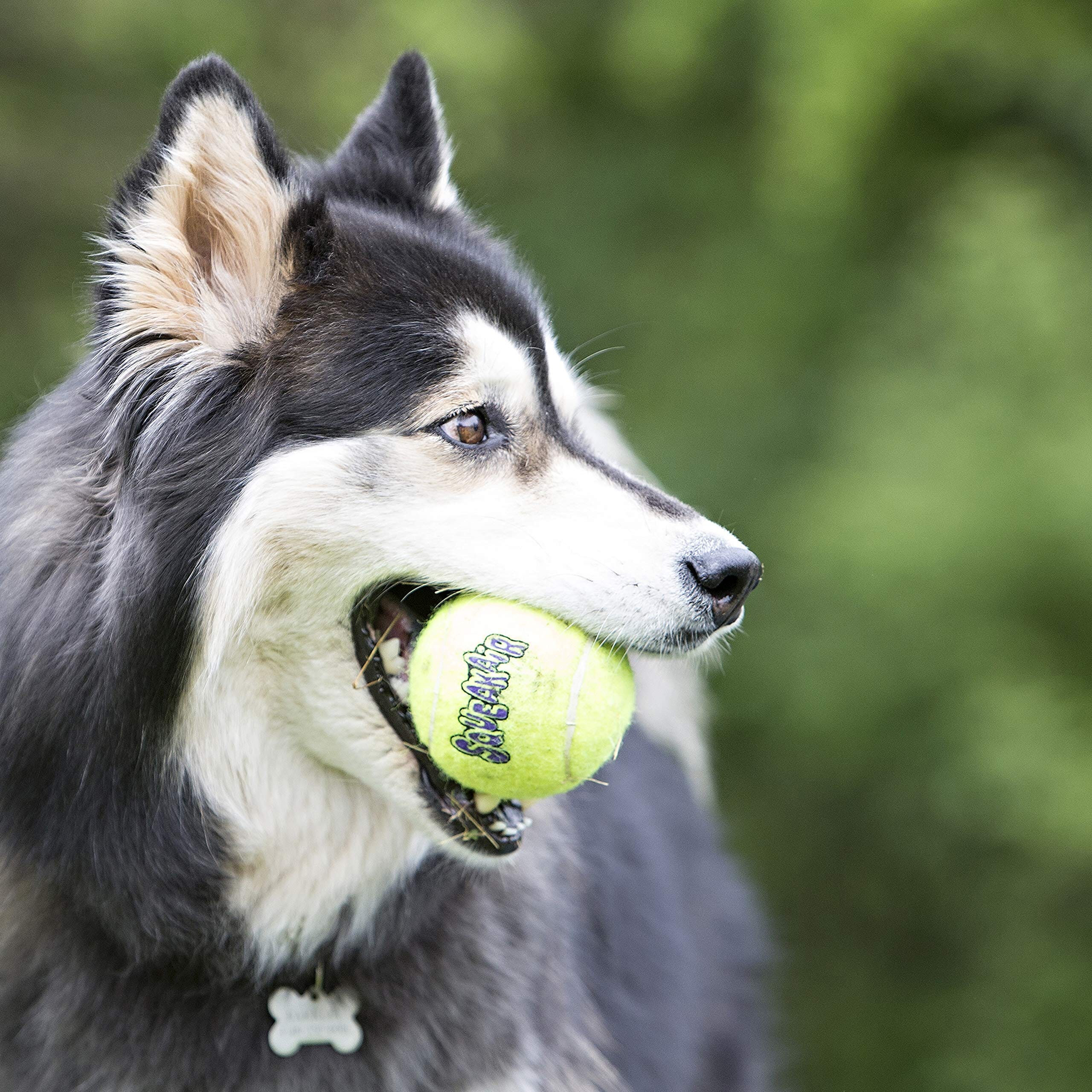 Kong SqueakAir Multi-Colored Birthday Squeaker Tennis Ball Flet Dog Toys - 3 Pack - Medium  