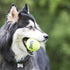 Kong SqueakAir Multi-Colored Birthday Squeaker Tennis Ball Flet Dog Toys - 3 Pack - Medium  