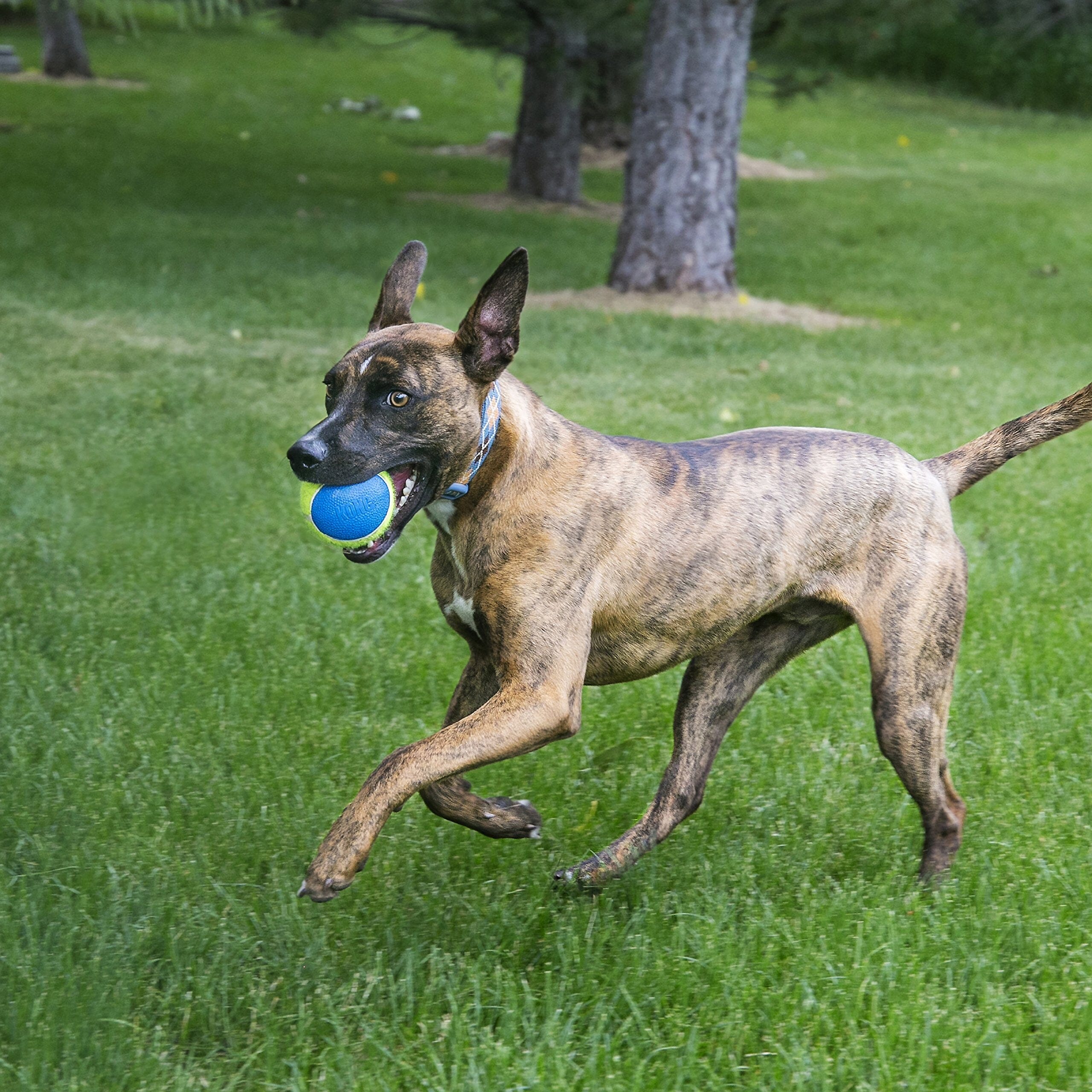 Kong Ultra SkueakAir Ball Fetch Dog Toy - Medium - 3 Pack  