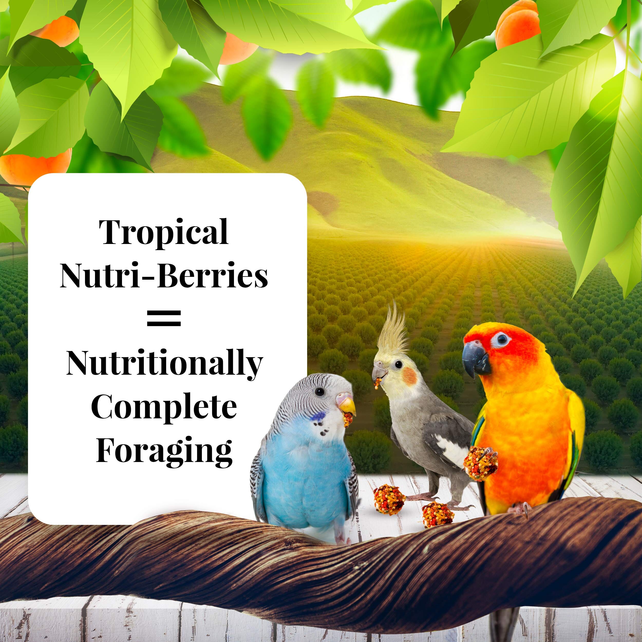 Lafeber's® Sunny Orchard Nutri-Berries for Parakeet, Cockatiel, Lovebird, & Conure - 10 Lbs  