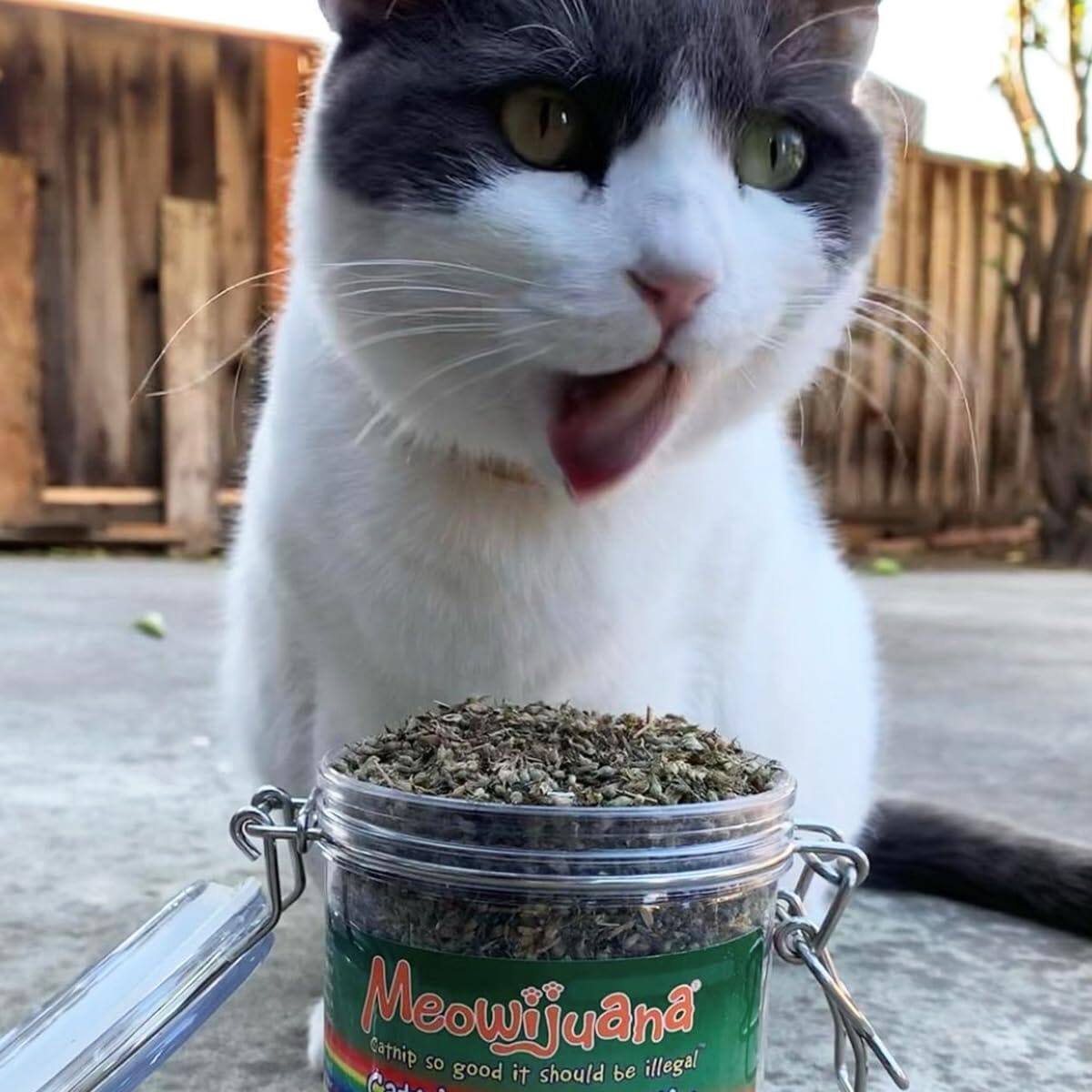 Meowijuana Jar of Pawty Mix Organic Premium Catnip - 60g  