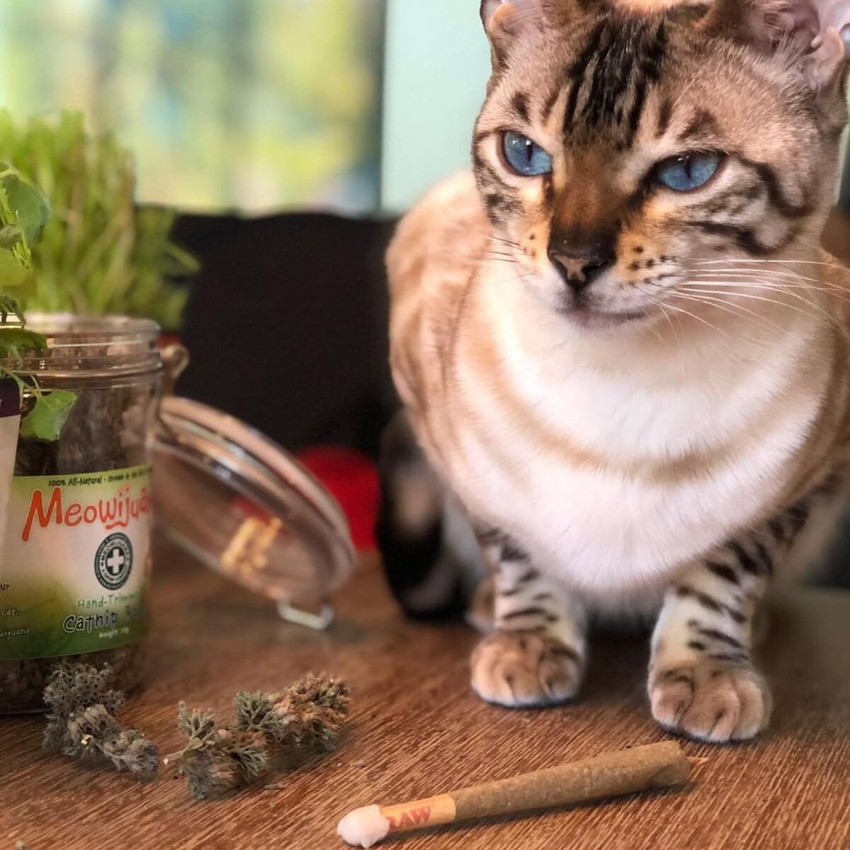 Meowijuana King Sized Catnibas Premium High-Potency Catnip Joints - 7g  