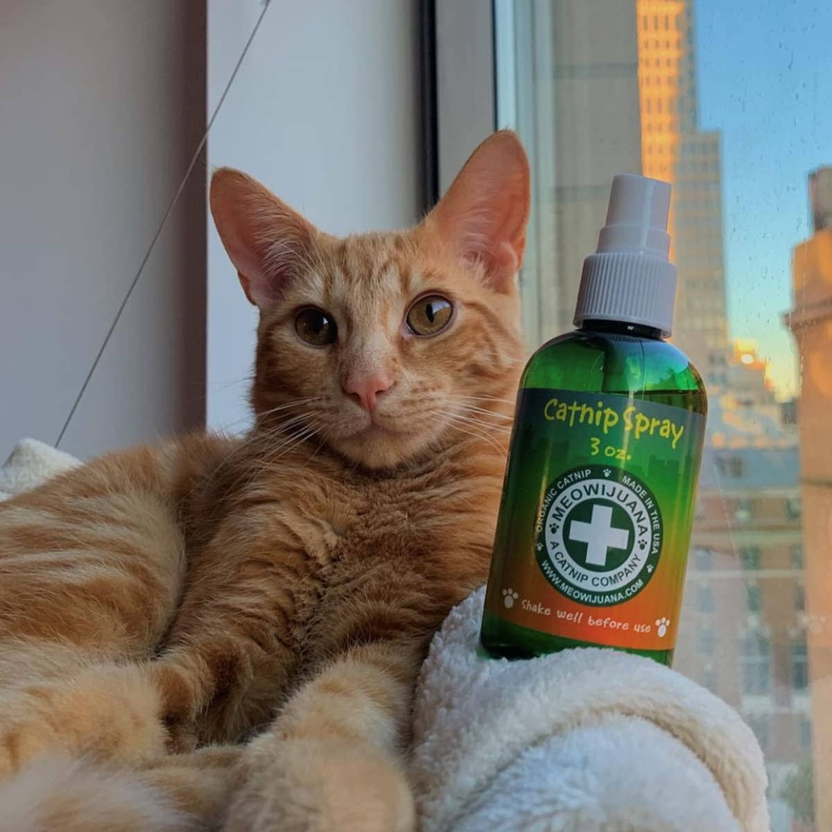 Meowijuana Premium High-Potency Catnip Spray - Great for Cat Toys - 3 Oz  