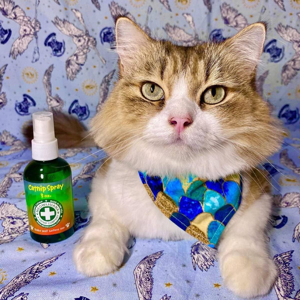 Meowijuana Premium High-Potency Catnip Spray - Great for Cat Toys - 3 Oz  