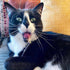 Meowijuana Silvervine King-Sized Sticks Catnip Cat Treats - 6 pack  