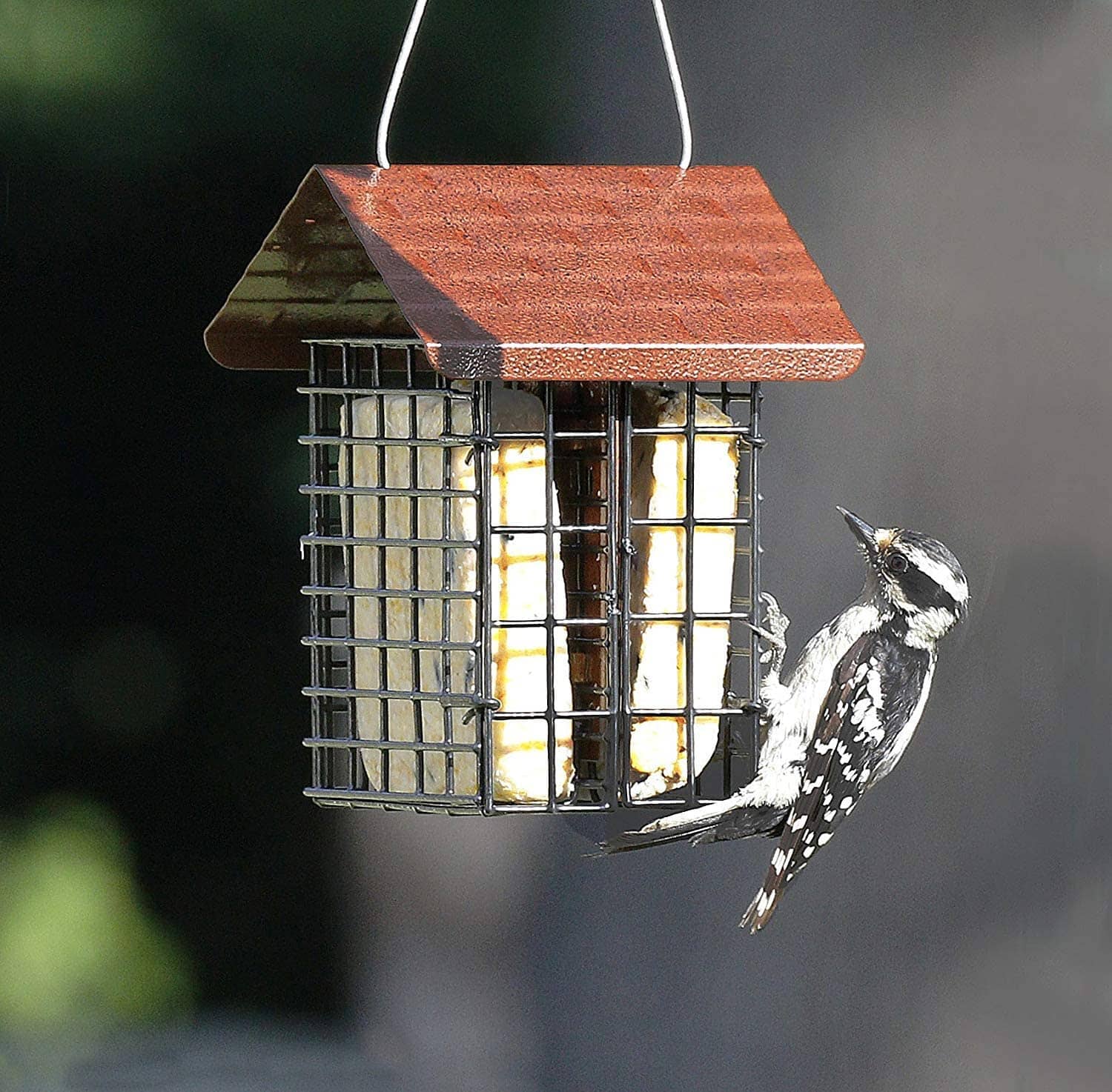 More Birds Suet Buffet Wild Bird Feeder - Double  