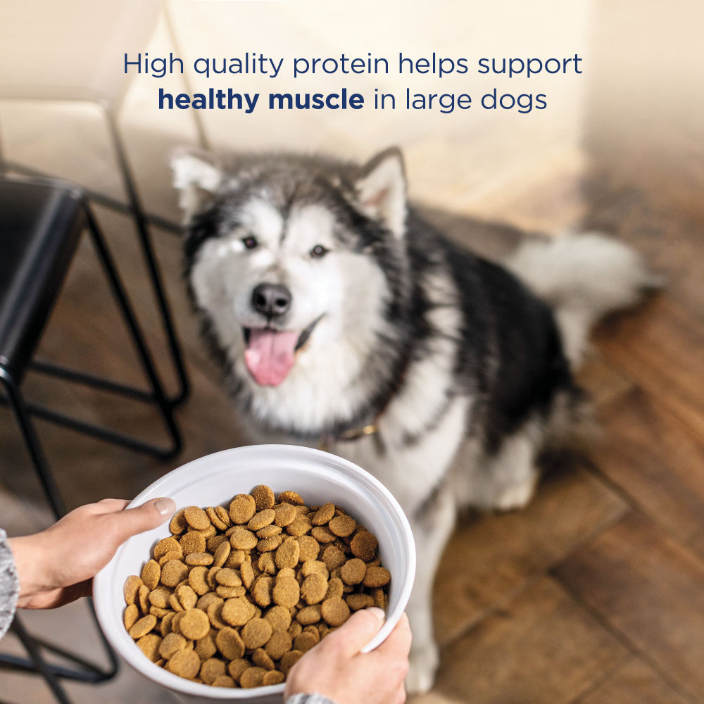 Natural Balance L.I.D. Limited Ingredient Diets Chicken & Brown Rice Large Breed Bites Dry Dog Food  