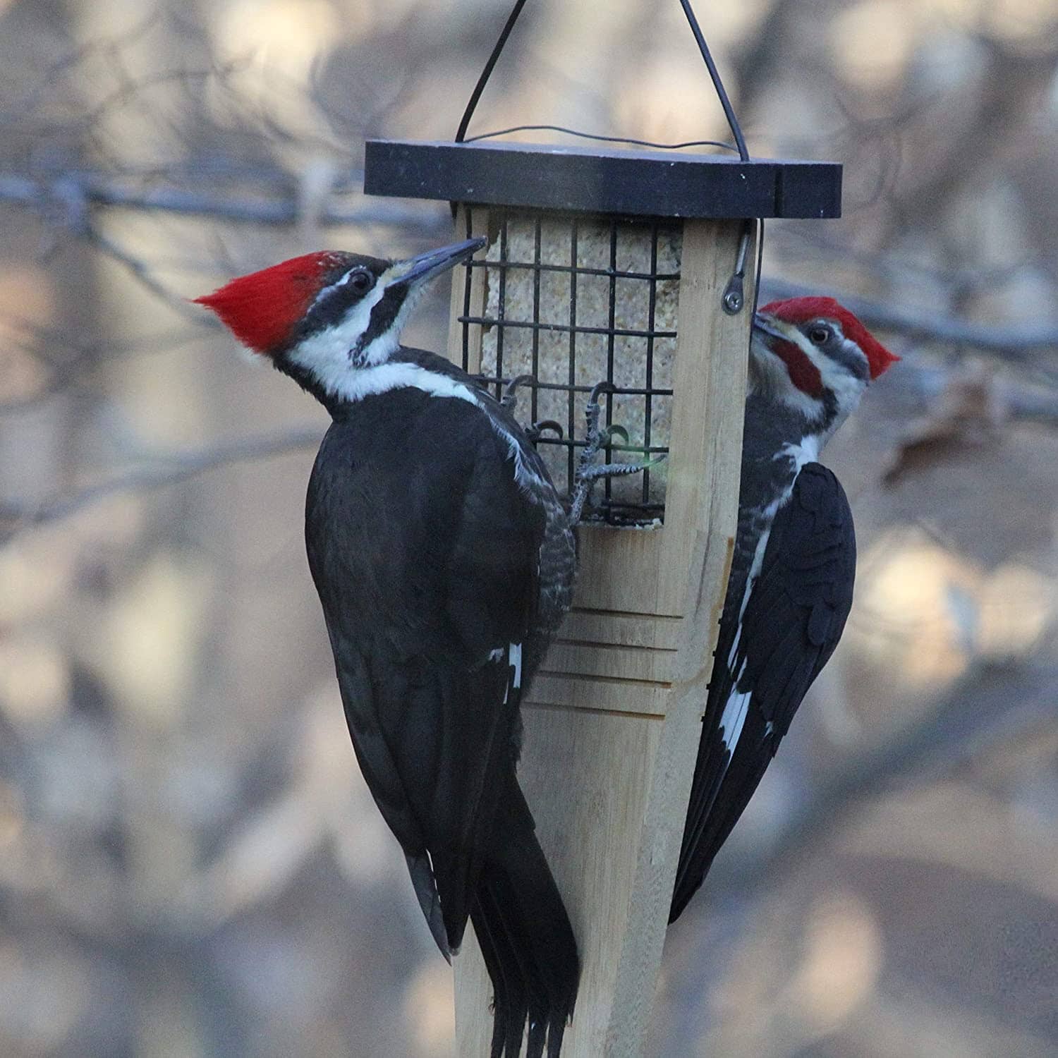 Nature's Way Tail Prop Suet and Seed Cake Wild Bird Feeder - Bamboo - 14 X 7.875 X 3 In  