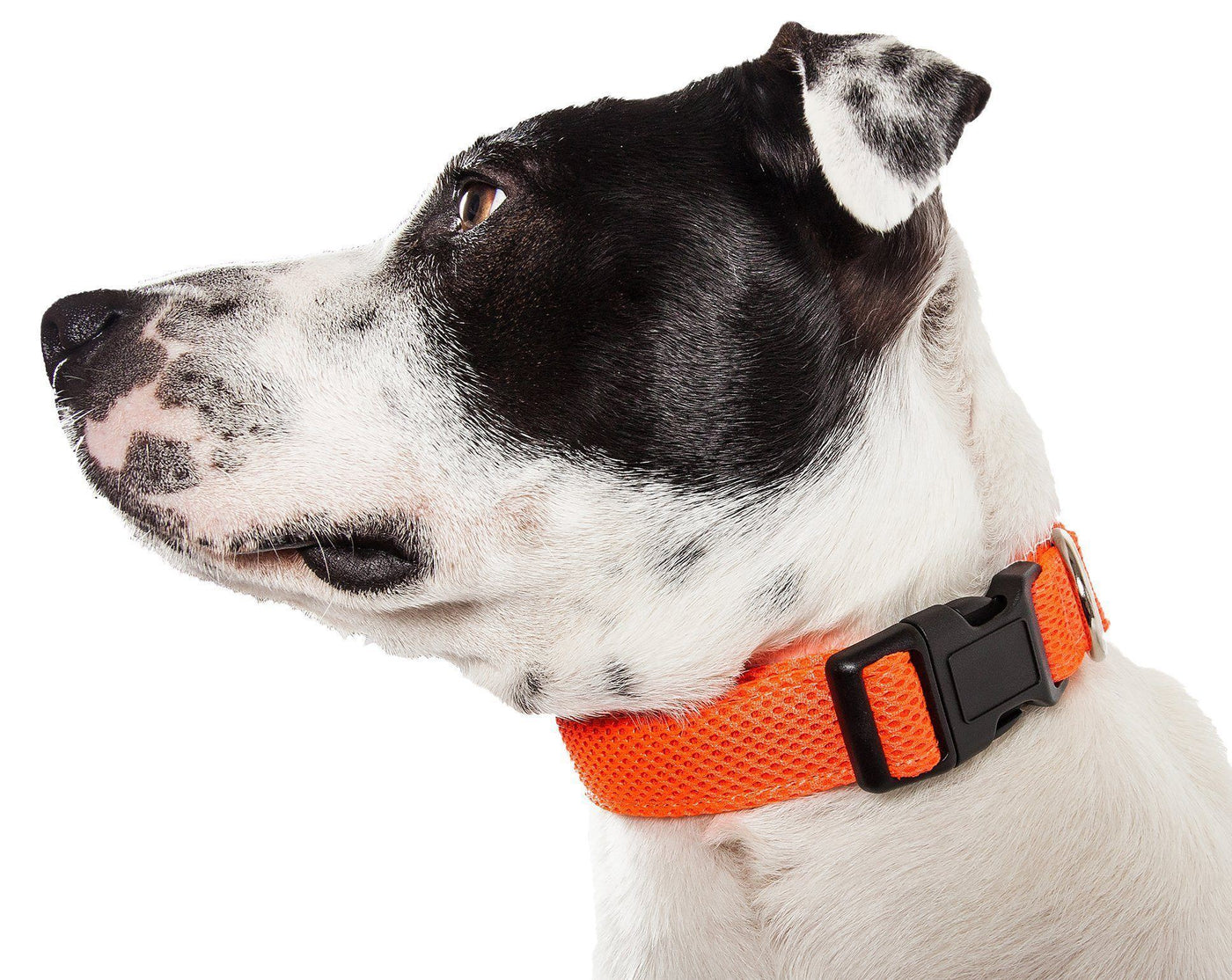 Reflective Mesh Padded Dog Collar - Best Pet Store