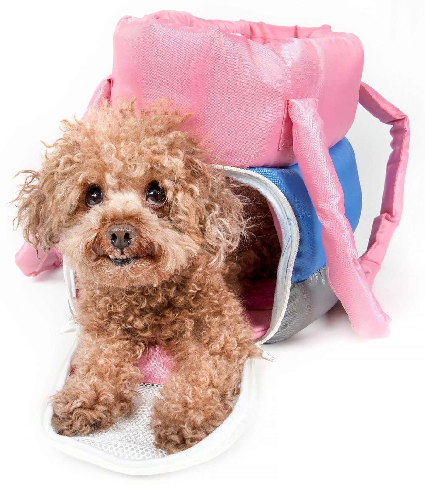 Insulated outlet dog carrier