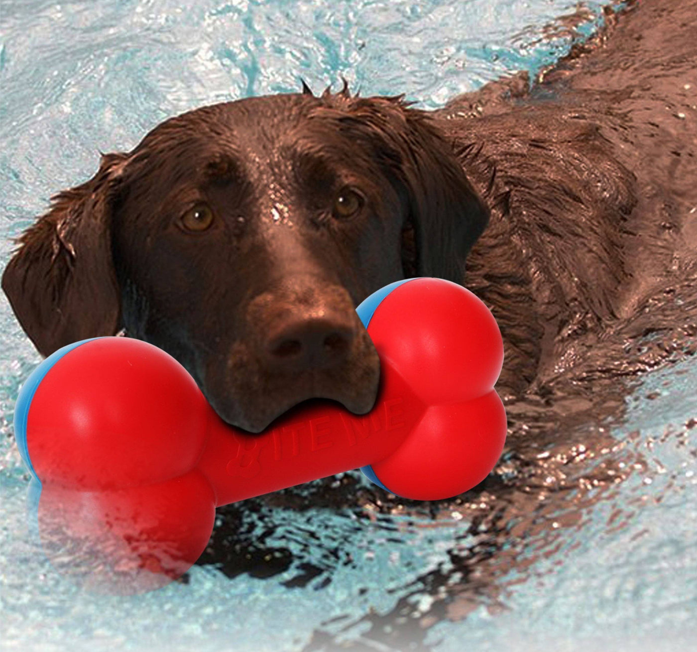 https://shop.petlife.com/cdn/shop/products/pet-life-r-denta-bone-built-to-last-waterproof-floating-chew-teether-pet-dog-toy-747048_1400x.jpg?v=1573784885