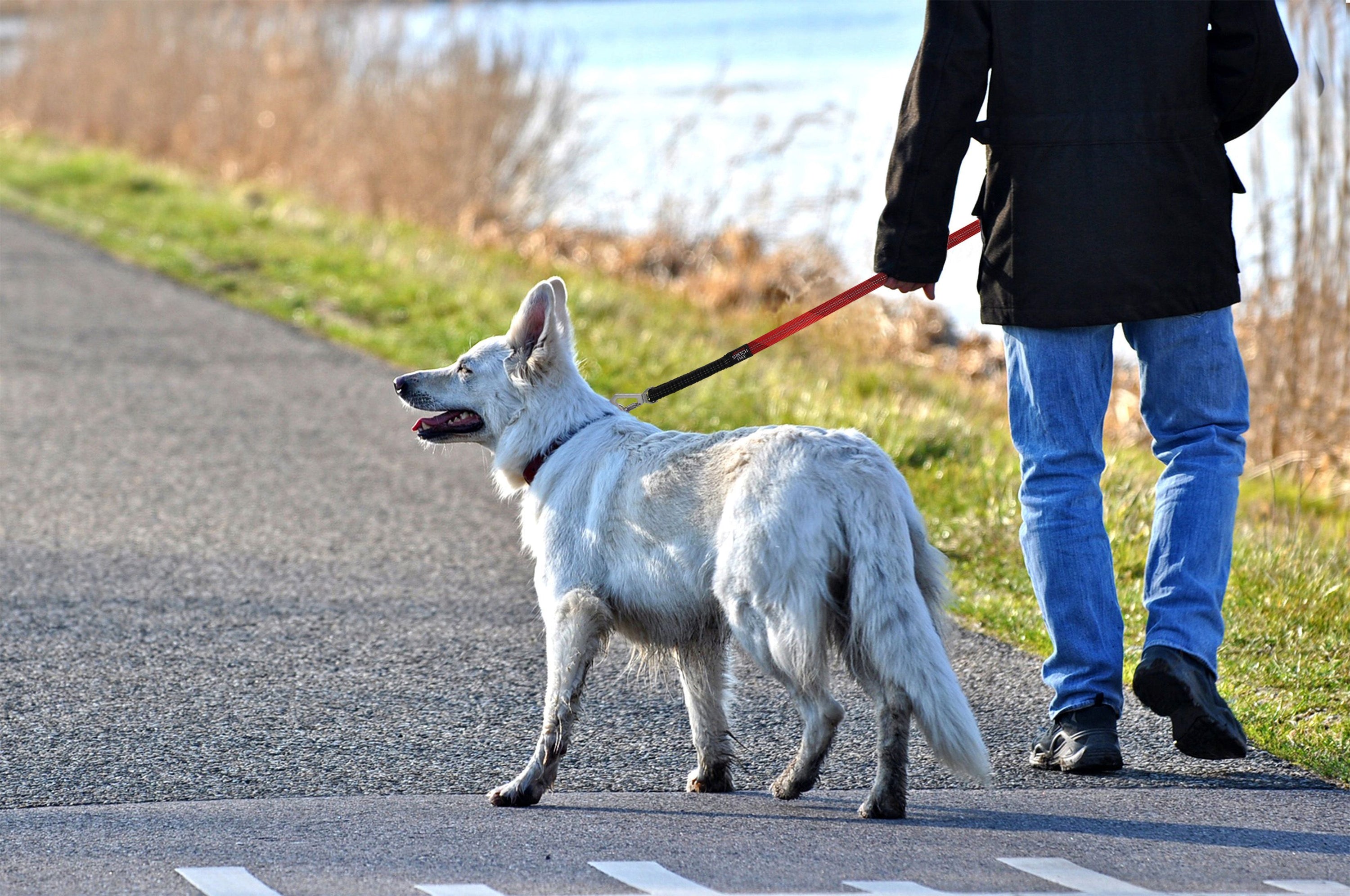 Pet Life ® 'Geo-prene' 2-in-1 Shock Absorbing Neoprene Padded Reflective Dog Leash and Collar  
