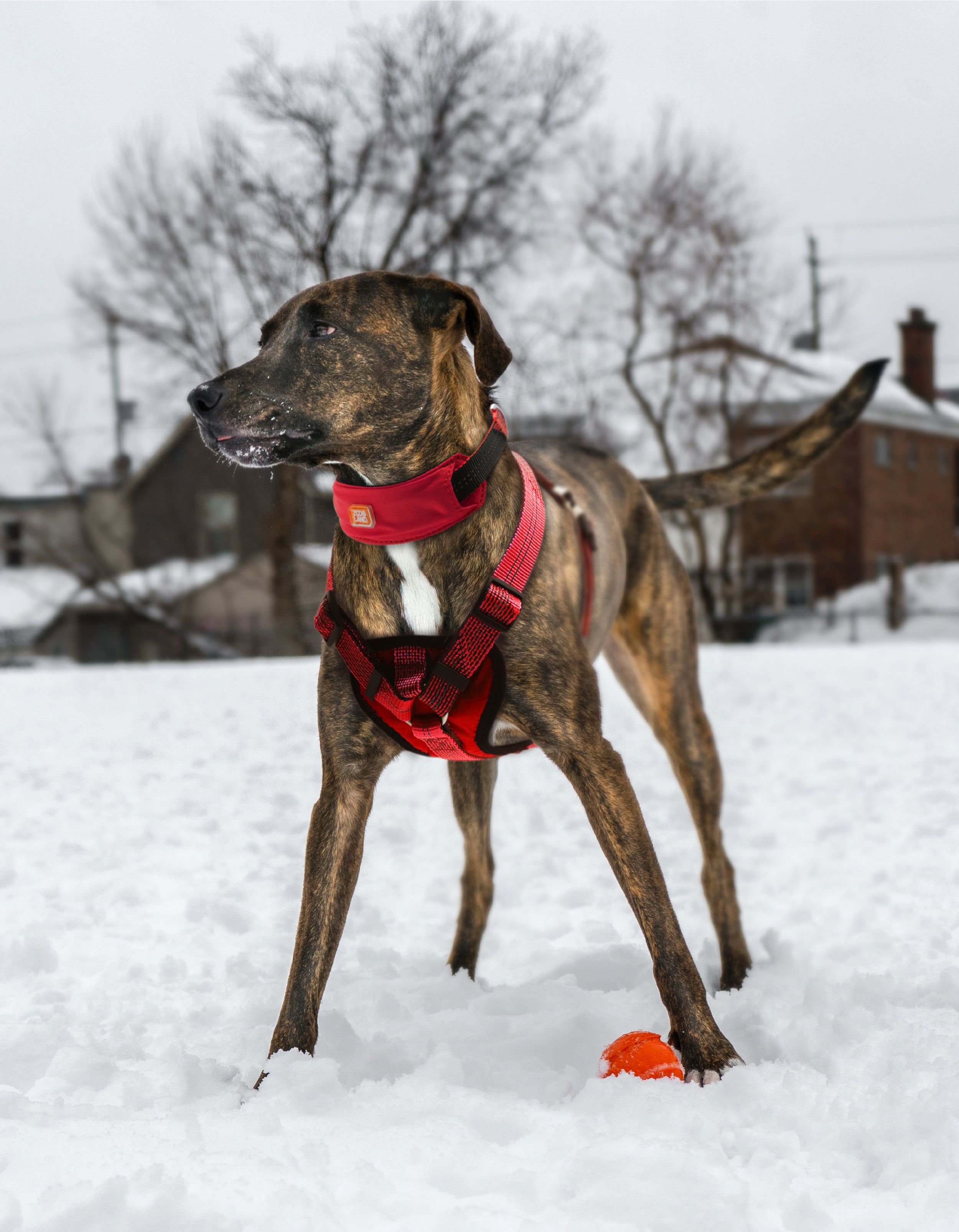Pet Life ® 'Geo-prene' 2-in-1 Shock Absorbing Neoprene Padded Reflective Dog Leash and Collar  