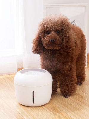 Dog filtered water fountain sales