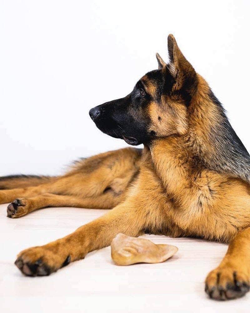 are pig ears good for german shepherds puppies