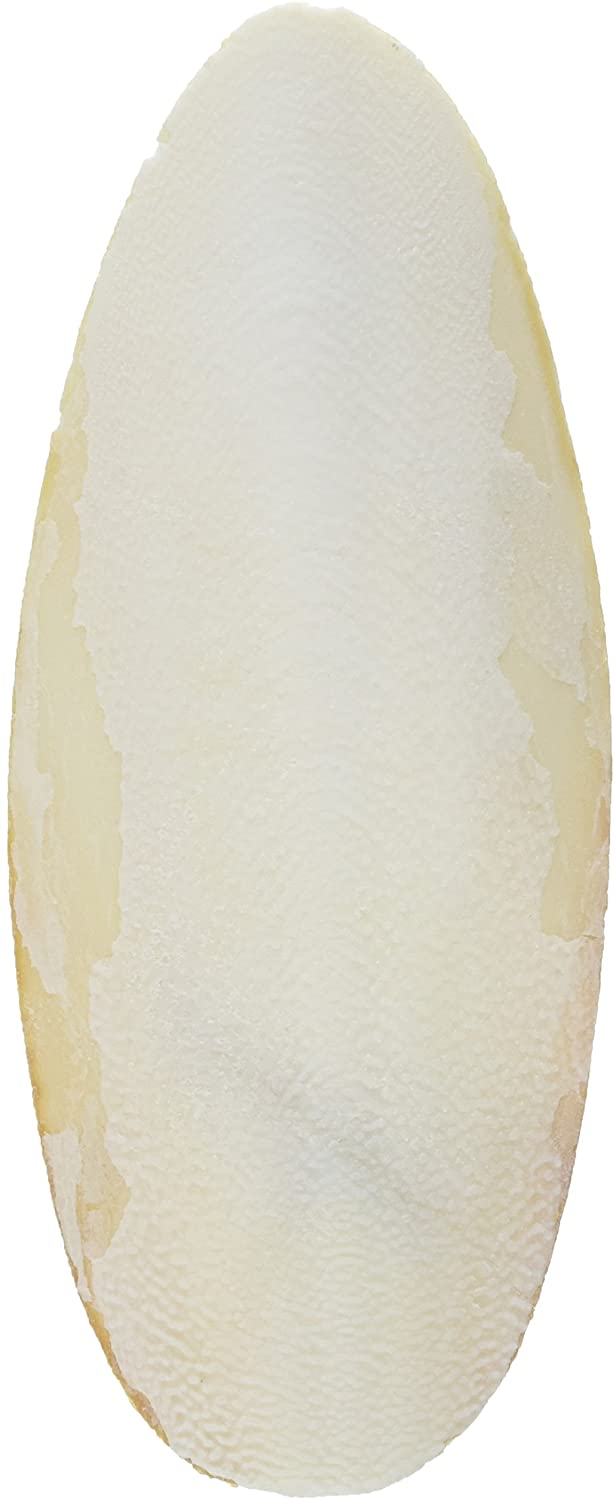 Prevue Hendryx Birdie Basics Cuttlebone - Medium - 5" - 5 lb  