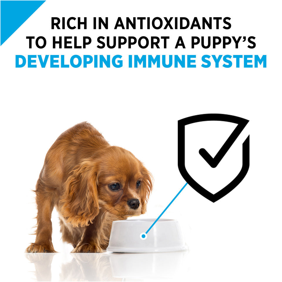 Purina Pro Plan Focus Chicken & Rice Formula Puppy Small Breed Dry Dog Food  