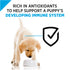 Purina Pro Plan Focus Puppy Chicken & Rice Canned Dog Food  